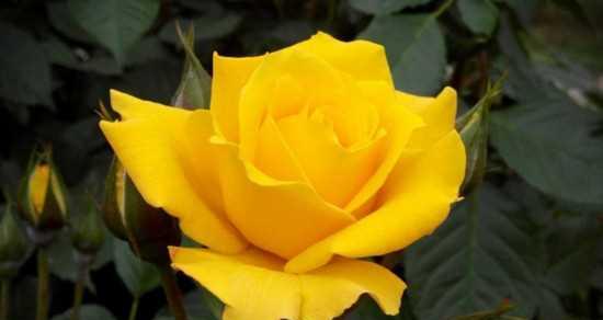 花语之玫瑰花的不同颜色（探寻玫瑰花背后的情感密码，了解玫瑰花的花语）