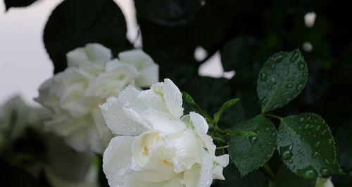 白蔷薇的花语（纯洁的美丽与真爱）