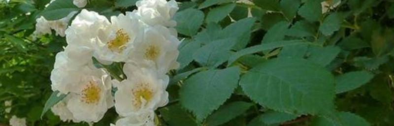 白蔷薇的花语（纯洁的美丽与真爱）