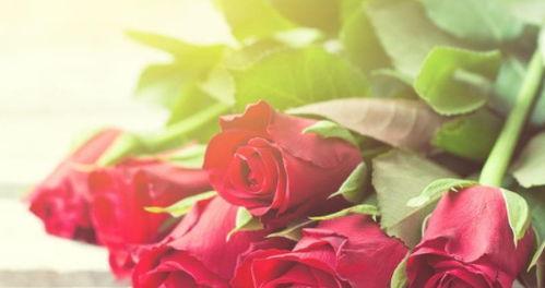 传递浪漫情怀的12朵玫瑰花语（探秘玫瑰花语意义与传递方式，一束花，传递心意）