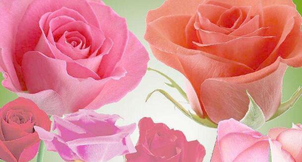 传递浪漫情怀的12朵玫瑰花语（探秘玫瑰花语意义与传递方式，一束花，传递心意）