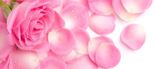 粉色玫瑰花的含义与象征（探秘玫瑰花中的细节与情感）
