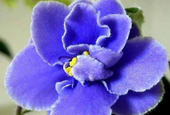 白色紫罗兰的花语（意义、寓意与象征）