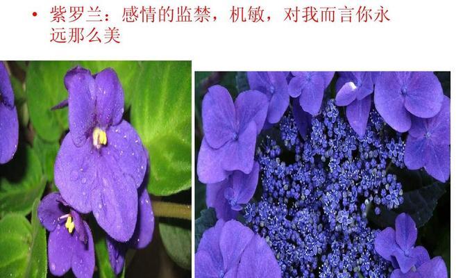 白色紫罗兰的花语（意义、寓意与象征）