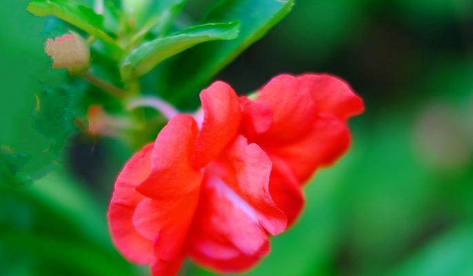 飘逸绝美的凤仙花花语传递的美好（凤仙花花语解析与应用）