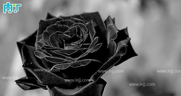 黑玫瑰的花语（神秘而诱人的“死亡之花”）