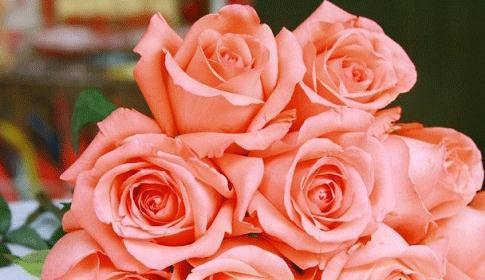 粉玫瑰的象征意义（传递情感，表达心意）
