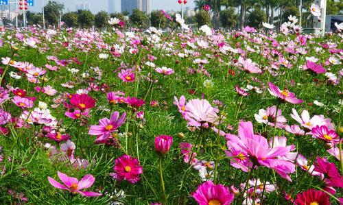 波斯菊花语——用花语传递感情（探索波斯菊的神秘花语，感受它带来的情感震撼）