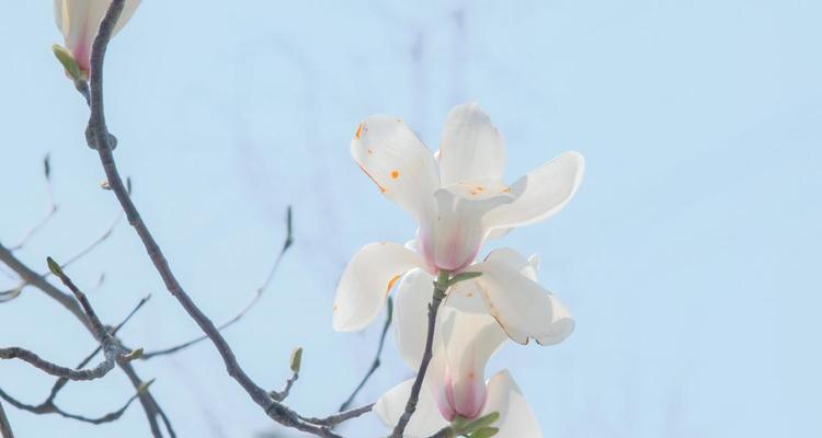 白玉兰——恬静高贵的花卉（探秘白玉兰的花语与特点）