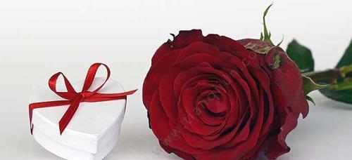 红玫瑰的意义与象征（探究红玫瑰的历史、文化和表达方式）