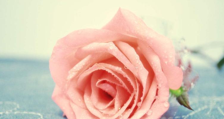 粉色玫瑰的花语（探究粉色玫瑰所代表的含义）