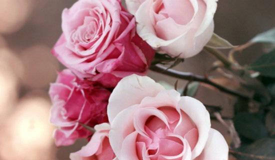粉色玫瑰的花语（探究粉色玫瑰所代表的含义）
