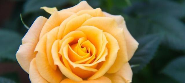 黄色玫瑰的寓意和花语（探究黄色玫瑰的象征意义和传达的情感）