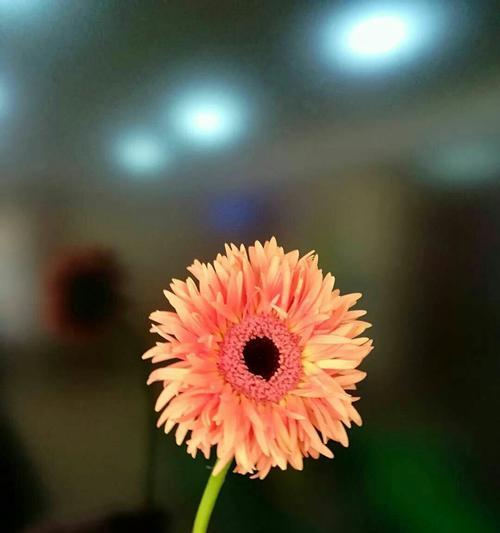 非洲菊之花语（解读非洲菊的心语，探索其美丽的内涵）