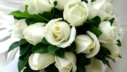 白色玫瑰花语（细述这种纯洁与清新的鲜花所代表的意义）