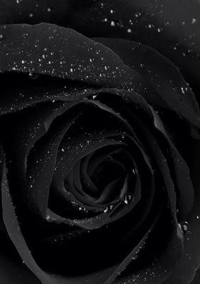 黑玫瑰花语-表达独特与神秘（探究黑玫瑰的象征意义、种植和养护方法以及用途）