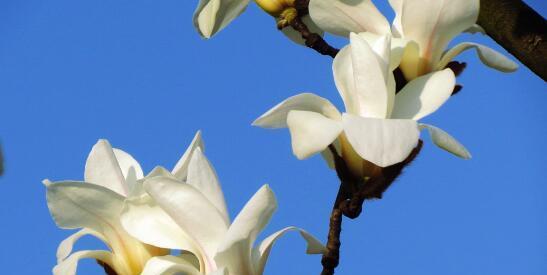 白玉兰——高雅清新的花语之美（探寻白玉兰花语，感受高贵与清新的和谐共振）