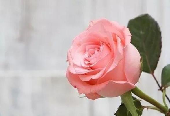 粉色玫瑰的花语和寓意（传达爱意，表达感情，情人最爱）