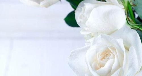 寓意高贵、美丽的白玫瑰（白玫瑰的花语和传说）