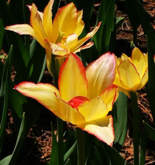 黄色郁金香的花语（传递着欢乐和祝福的花朵）