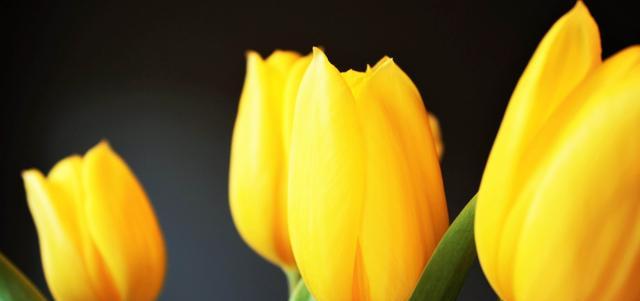 黄色郁金香的花语（传递着欢乐和祝福的花朵）