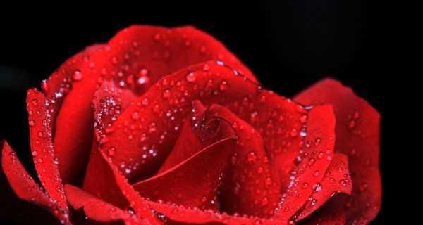红色玫瑰花语的意义（探究红色玫瑰的爱情含义）