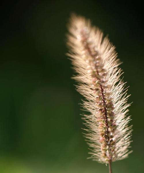 狗尾巴草的花语——忠诚与友谊（了解狗尾巴草，感受它的花语之美）