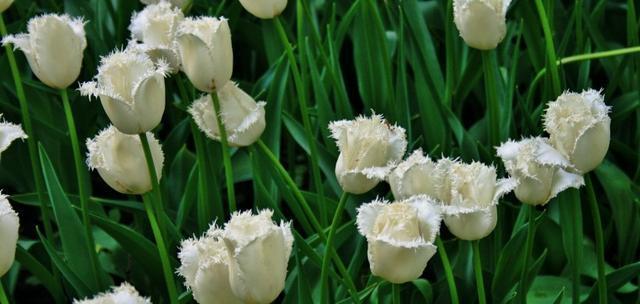 白色郁金香花语（以高贵、纯洁和清新为代表的花语）