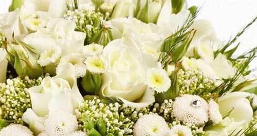 传递爱意的白玫瑰花语（纯洁、真诚和崇高）