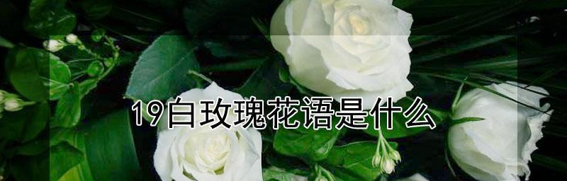 传递爱意的白玫瑰花语（纯洁、真诚和崇高）