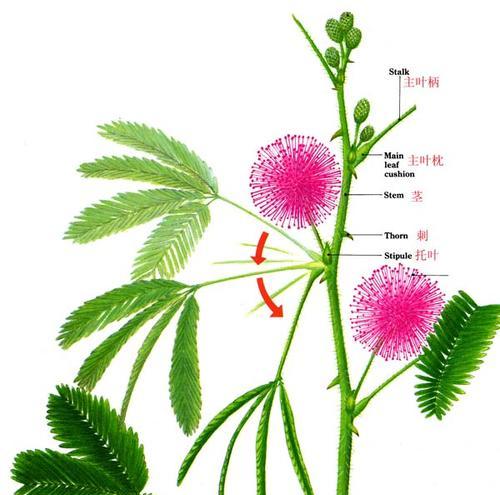 含羞草的花语（教你读懂含羞草的情感）