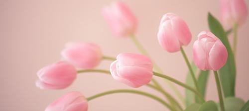 粉色郁金香花语（美丽的意象与文化象征）