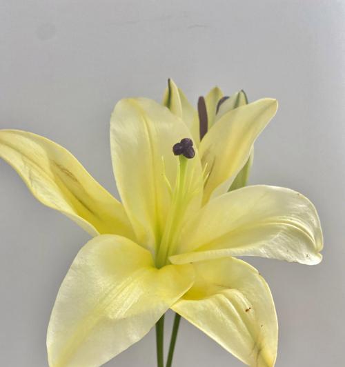 探究黄百合的花语（从内心到心灵，一朵黄百合的情感表达）