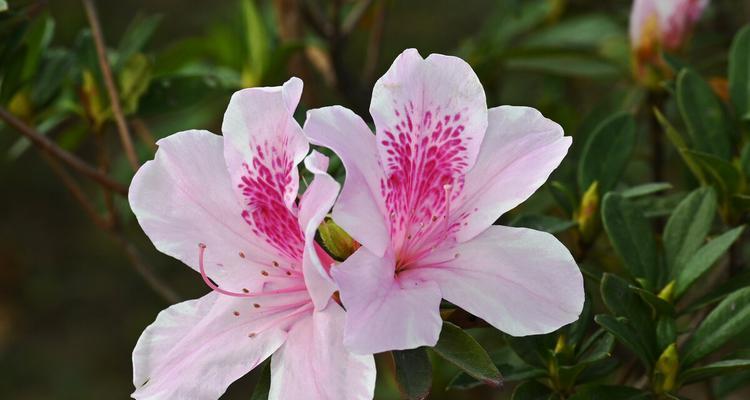 杜鹃花语的深意（探寻春季花海中的自然之音）