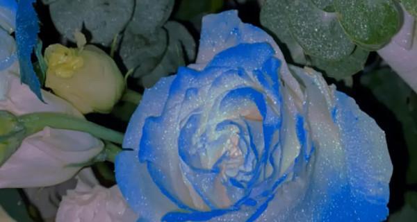 解读蓝玫瑰的花语（探讨蓝玫瑰象征的神秘力量及其文化背景）