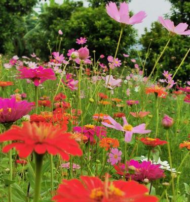 格桑花花语的含义（探寻格桑花的神秘之美）