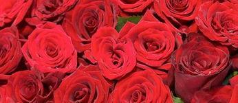 红玫瑰的花语和寓意（玫瑰带给我们的爱情和情感）