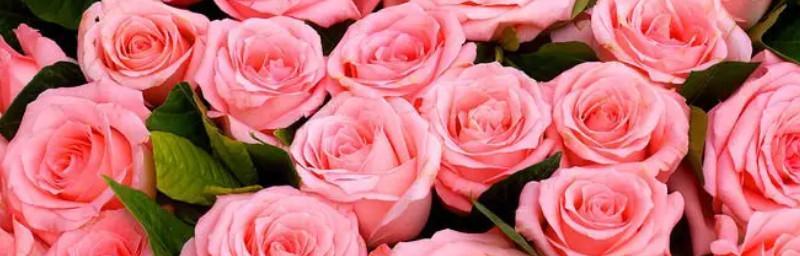 19朵玫瑰花的花语（探索花语之美，感悟生命真谛）