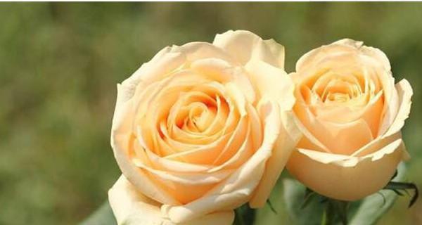 玫瑰花的含义和象征意义（探寻玫瑰花在不同场合的代表意义）