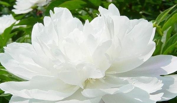 白蔷薇花语（淡雅高贵，寓意爱情和纯洁）