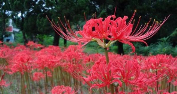 彼岸花花语（探寻彼岸花的花语意义）