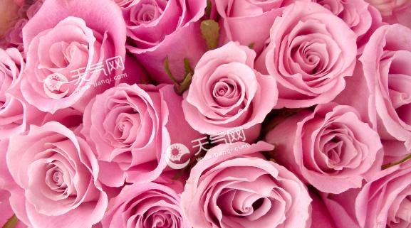 粉玫瑰的花语（传达着爱意与温柔）