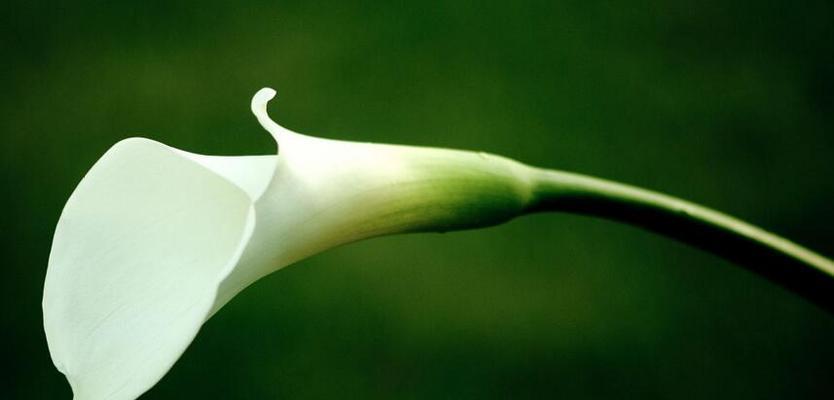白色马蹄莲的花语（传递着纯洁与坚强的力量）