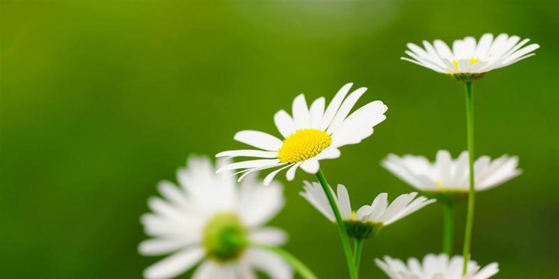 雏菊花语，它代表什么？（了解雏菊，看懂它的语言）