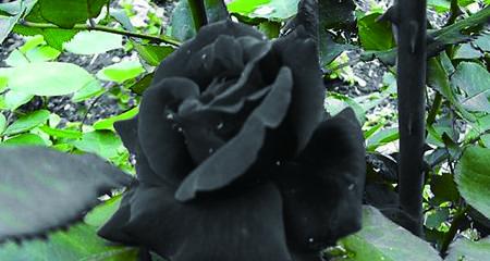 黑玫瑰花语（探寻黑玫瑰代表的意义）