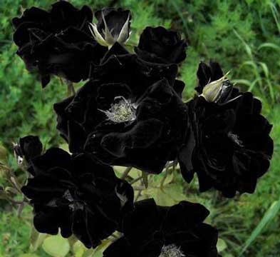 黑玫瑰花语（探寻黑玫瑰代表的意义）