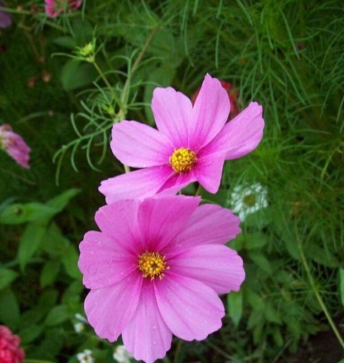 花开花落，波斯菊的花语（探究波斯菊的8种不同寓意）