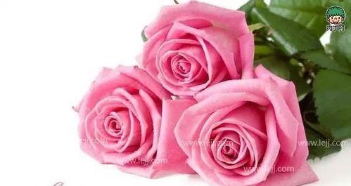 粉色玫瑰的花语（探寻粉色玫瑰的8种含义）