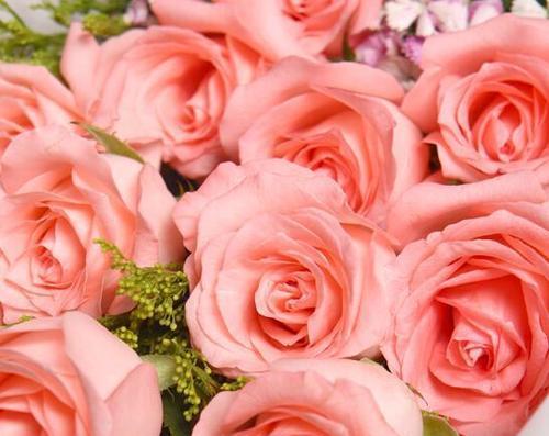粉色玫瑰的花语（探寻粉色玫瑰的8种含义）