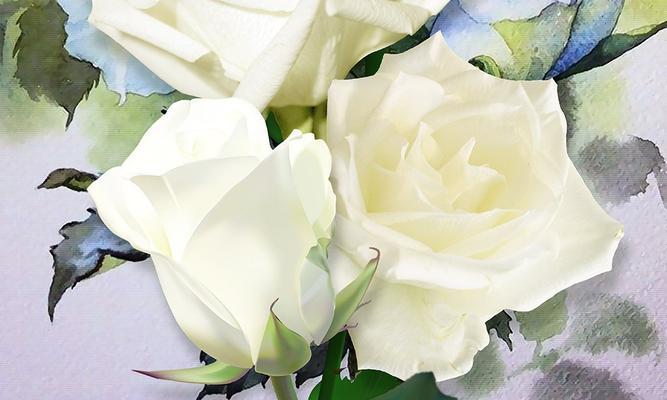白色玫瑰花语的深层含义（探究白色玫瑰的象征意义，领悟生活的哲理）